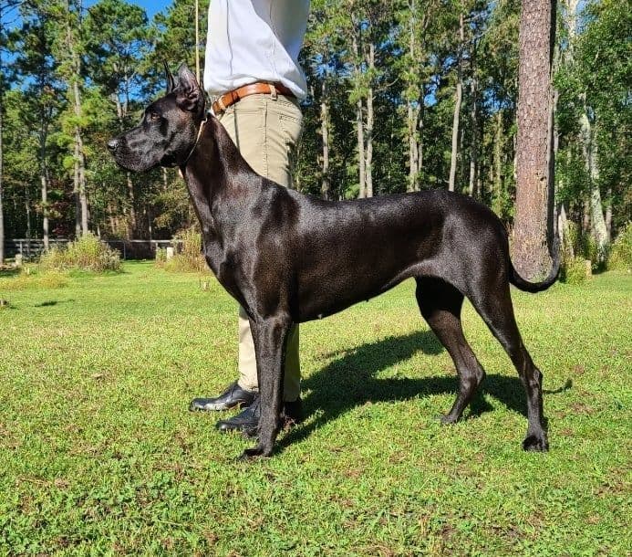 Great Dane Puppies in New Jersey breeder image 1