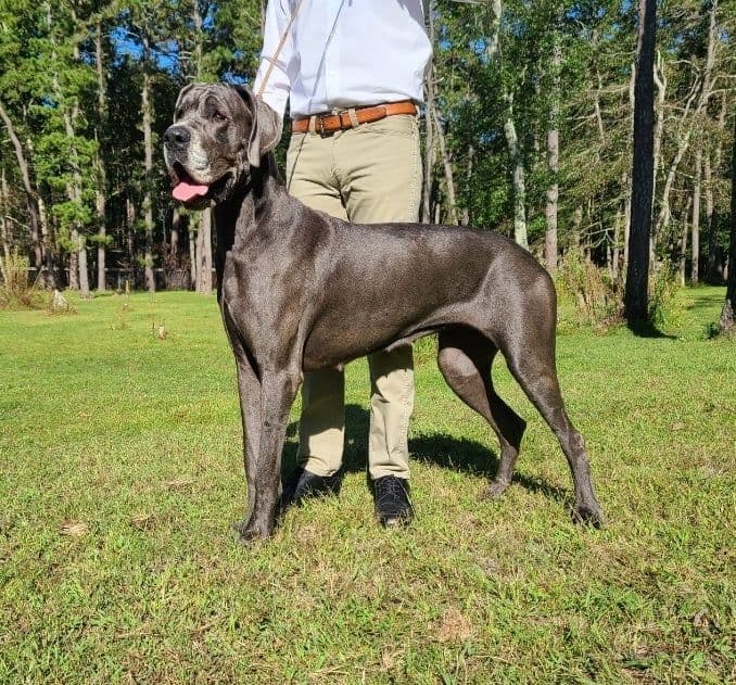 Great Dane Puppies in New Jersey breeder image 2