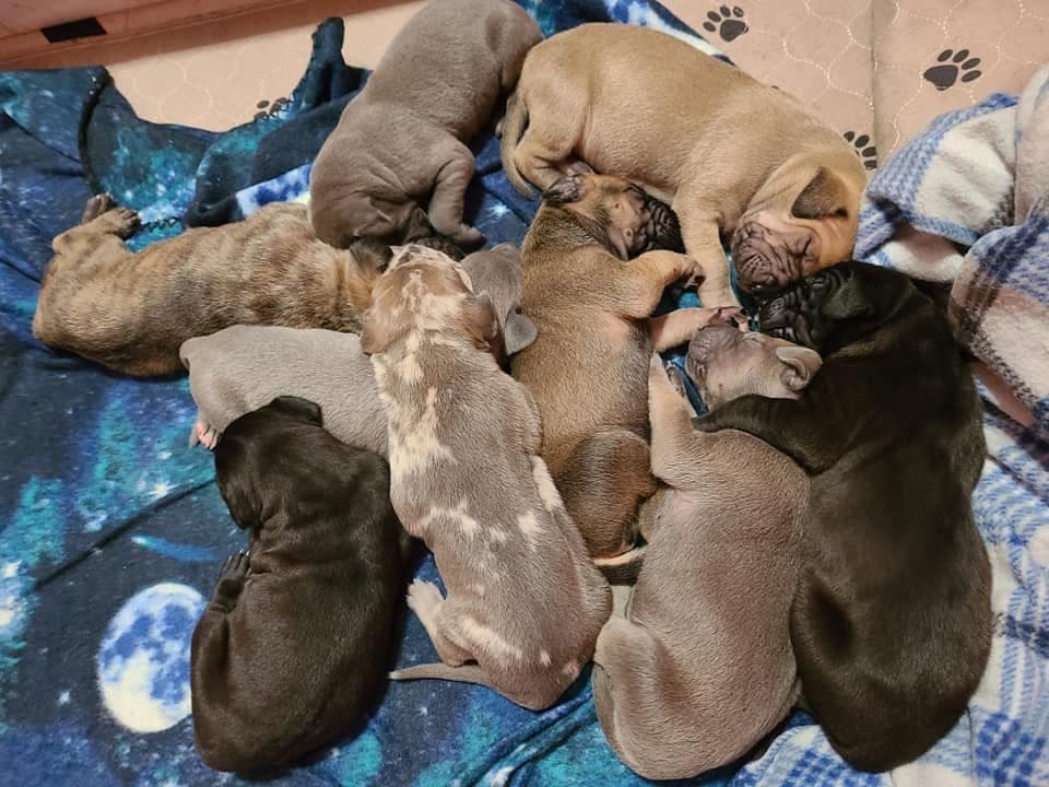 Great Dane Puppies in New Jersey breeder image 3