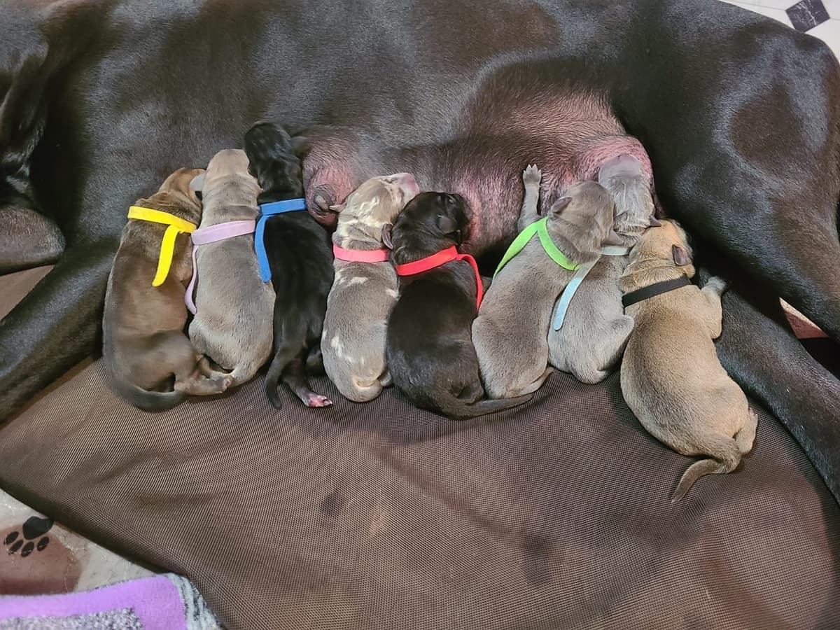 Great Dane Puppies in New Jersey breeder image 4