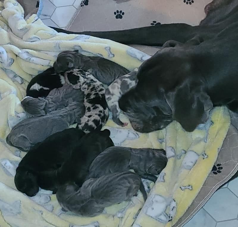 Great Dane Puppies in New Jersey breeder image 5