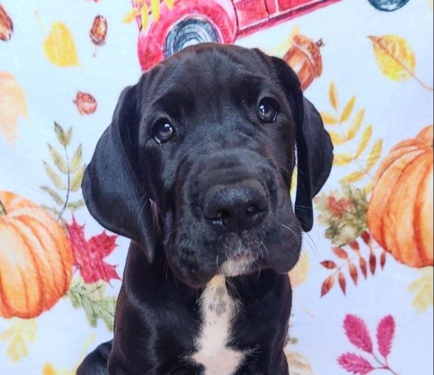 Great Dane Puppies in New Jersey breeder image 7