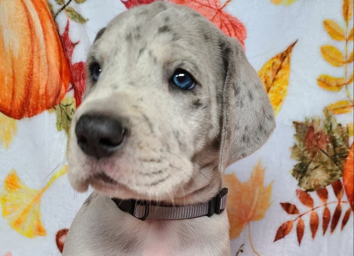 Great Dane Puppies in New Jersey breeder image 8