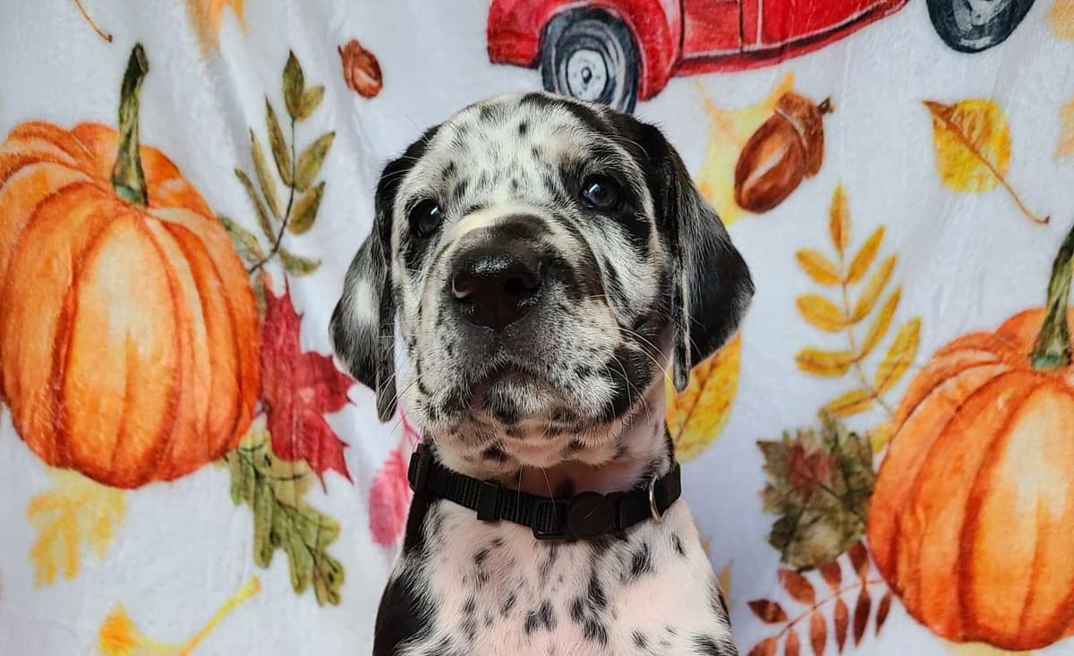 Great Dane Puppies in New Jersey breeder image 11