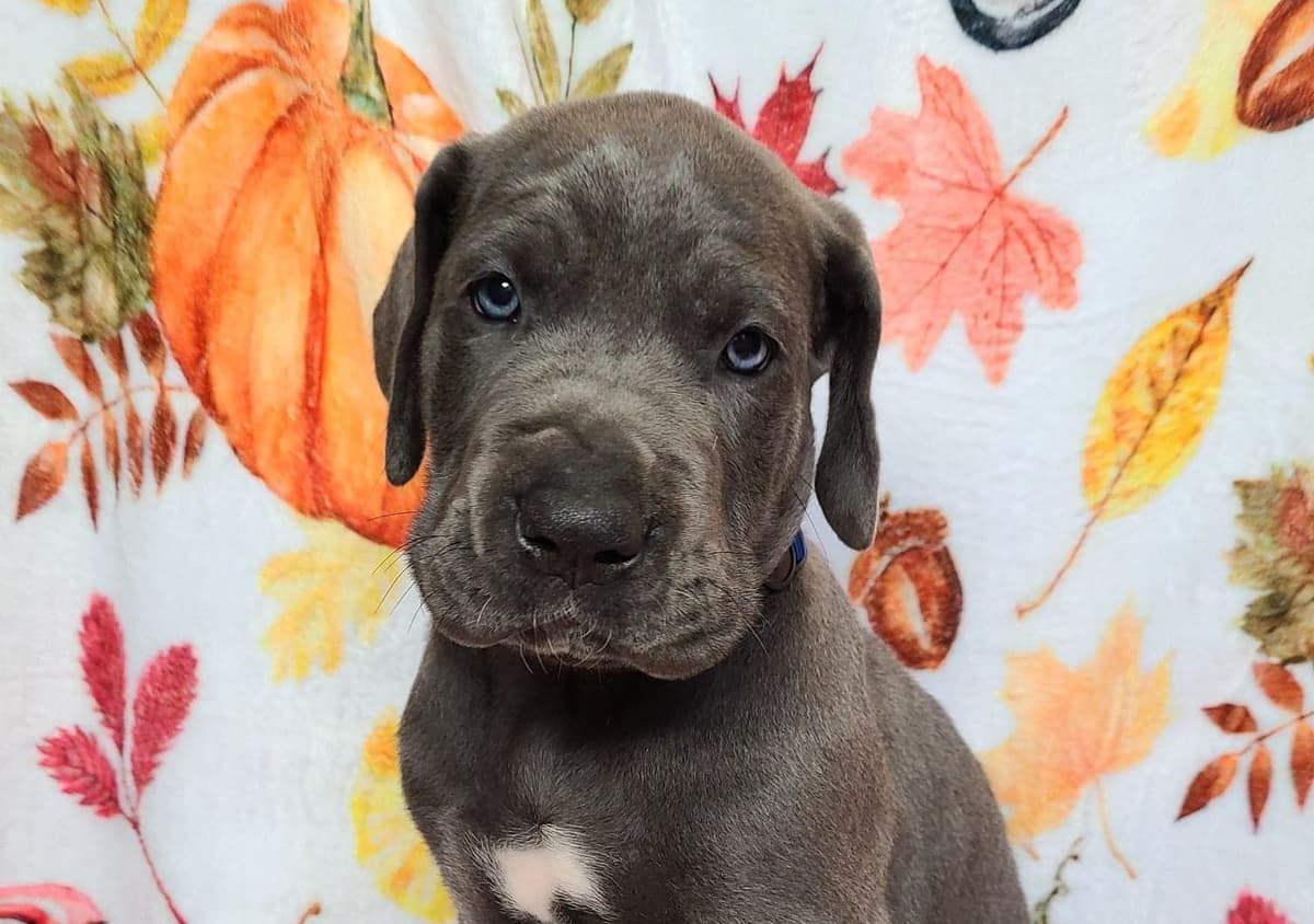 Great Dane Puppies in New Jersey breeder image 9