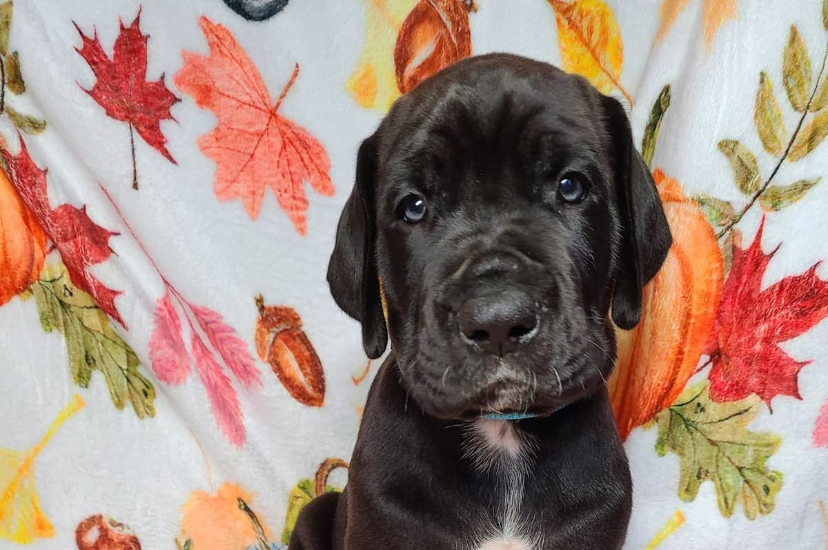 Great Dane Puppies in New Jersey breeder image 10
