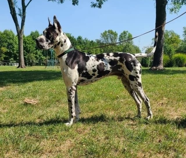 Great Dane Puppies in New Jersey media 5