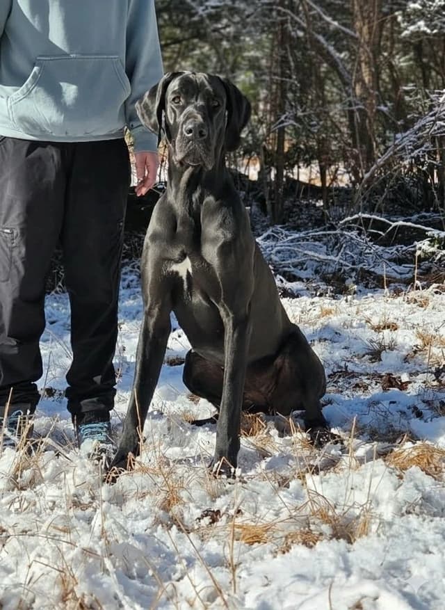 Great Dane Puppies in New Jersey media 4