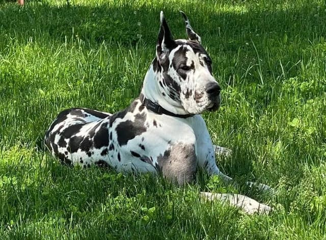 Great Dane Puppies in New Jersey media 6