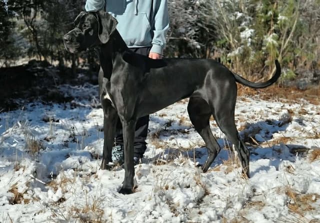Great Dane Puppies in New Jersey media 3
