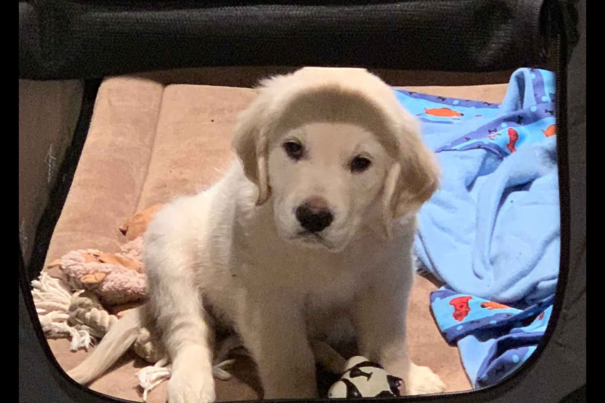 Irish Cream Golden Retriever Puppies from Lockewood Goldens breeder image 4