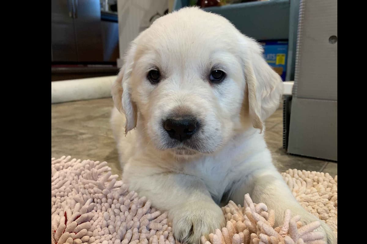 Irish Cream Golden Retriever Puppies from Lockewood Goldens breeder image 5