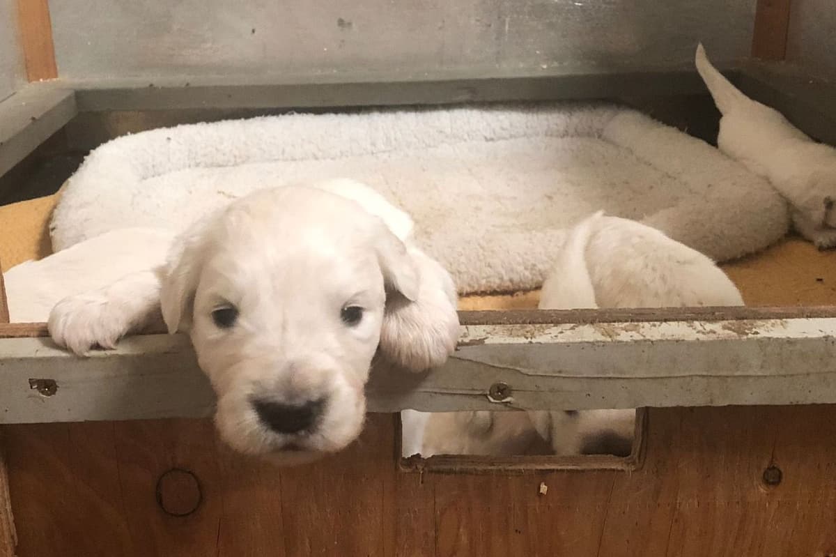 Irish Cream Golden Retriever Puppies from Lockewood Goldens breeder image 12