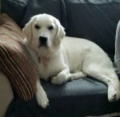 Irish Cream Golden Retriever Puppies from Lockewood Goldens breeder image 10