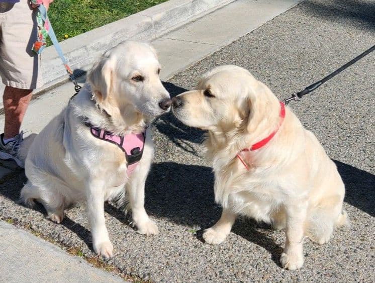 Irish Cream Golden Retriever Puppies from Lockewood Goldens breeder image 11