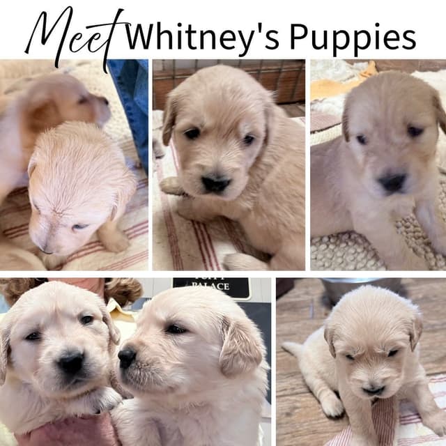 Irish Cream Golden Retriever Puppies from Lockewood Goldens media 2