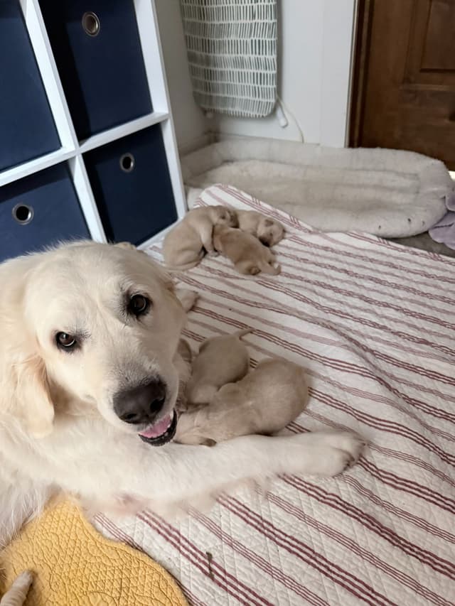 Irish Cream Golden Retriever Puppies from Lockewood Goldens media 3