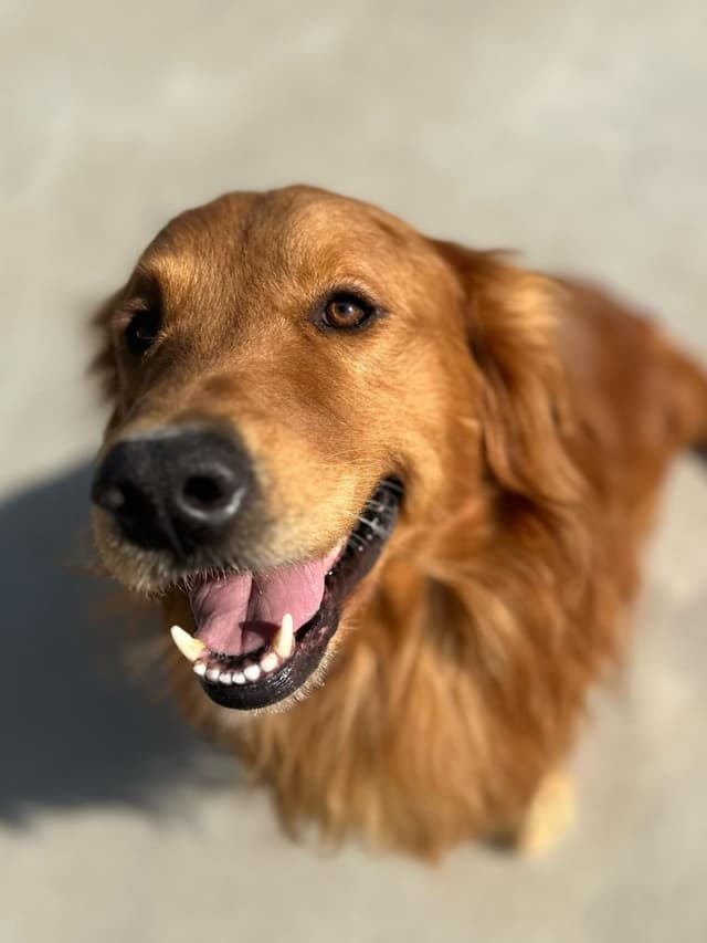 Irish Cream Golden Retriever Puppies from Lockewood Goldens media 4