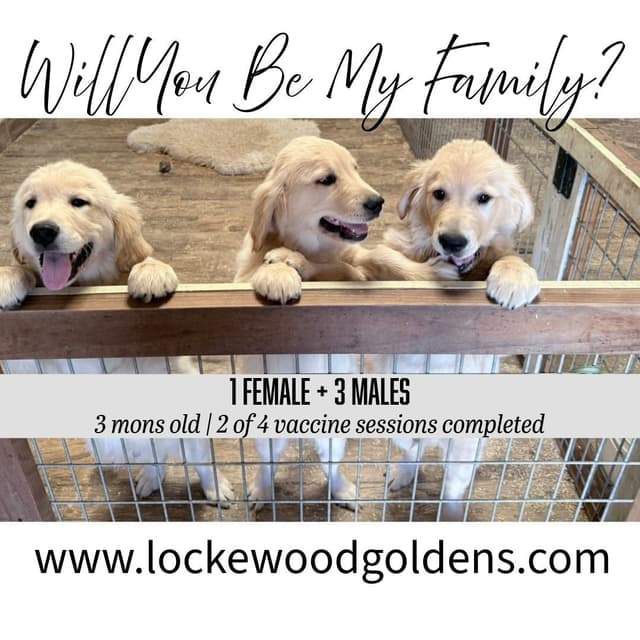 Irish Cream Golden Retriever Puppies from Lockewood Goldens media 6