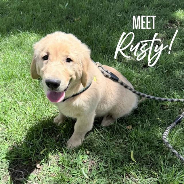 Irish Cream Golden Retriever Puppies from Lockewood Goldens media 7