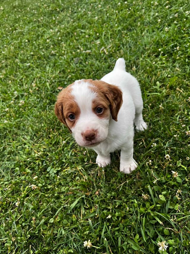 Brittany Puppies media 3