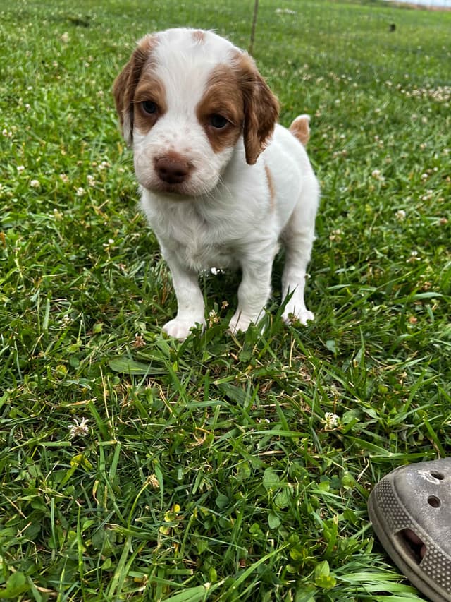 Brittany Puppies media 5