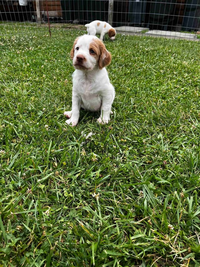 Brittany Puppies media 4