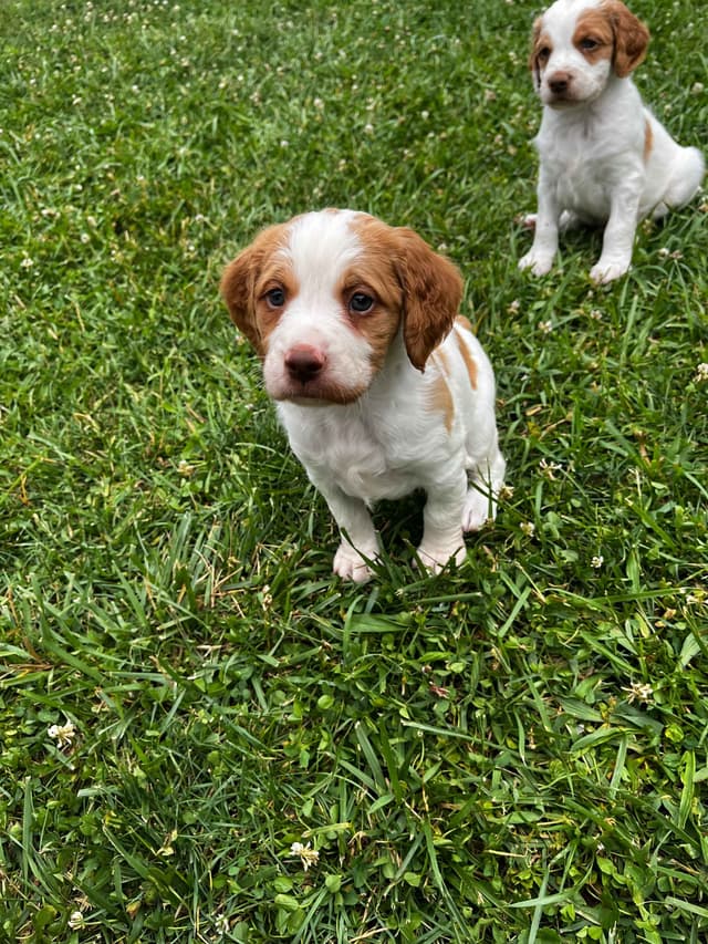 Brittany Puppies media 6