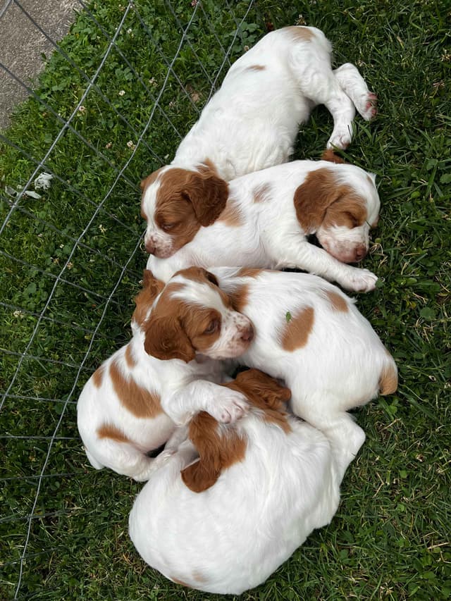 Brittany Puppies media 7