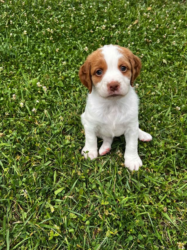 Brittany Puppies media 8