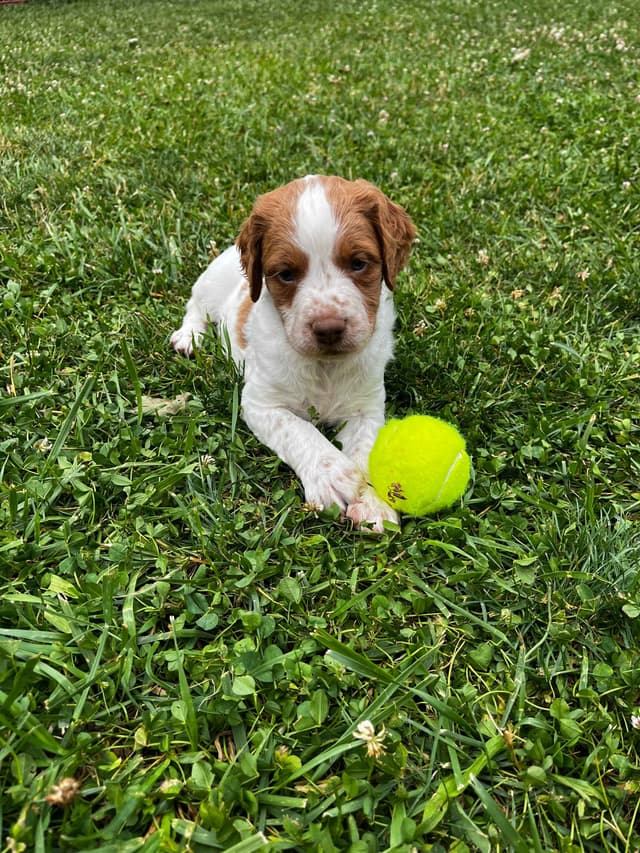 Brittany Puppies media 9