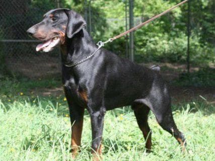 Doberman Pinscher Puppies breeder image 1