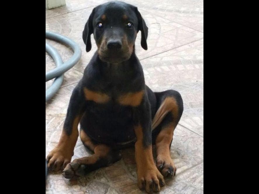 Doberman Pinscher Puppies breeder image 3