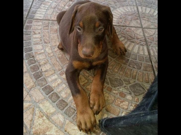 Doberman Pinscher Puppies breeder image 4
