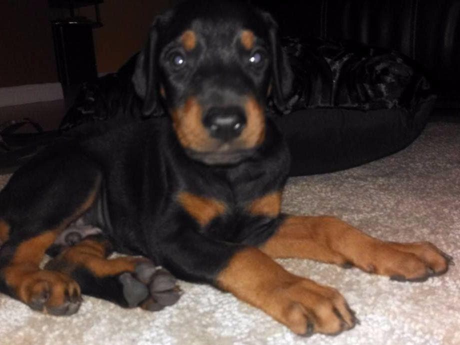 Doberman Pinscher Puppies breeder image 5