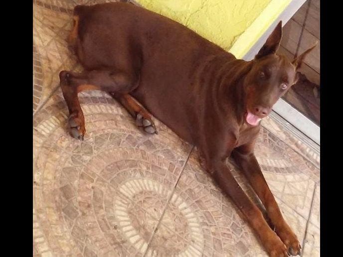 Doberman Pinscher Puppies breeder image 6