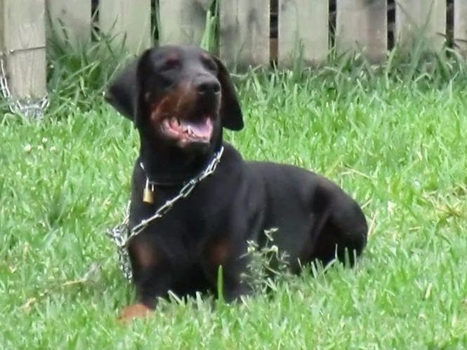 Doberman Pinscher Puppies breeder image 7