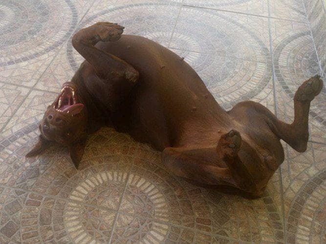 Doberman Pinscher Puppies breeder image 8