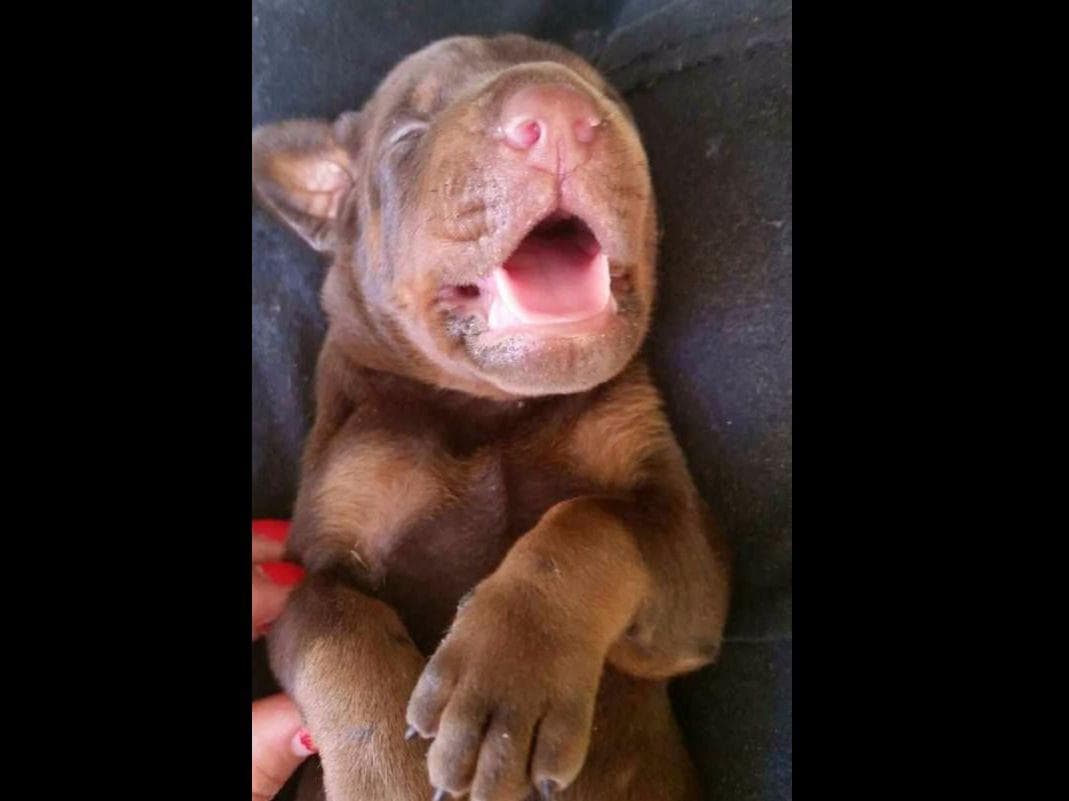 Doberman Pinscher Puppies breeder image 9