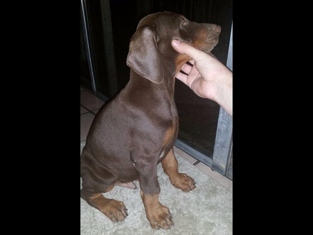 Doberman Pinscher Puppies breeder image 10