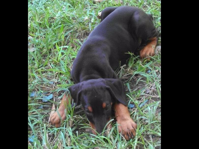 Doberman Pinscher Puppies breeder image 11
