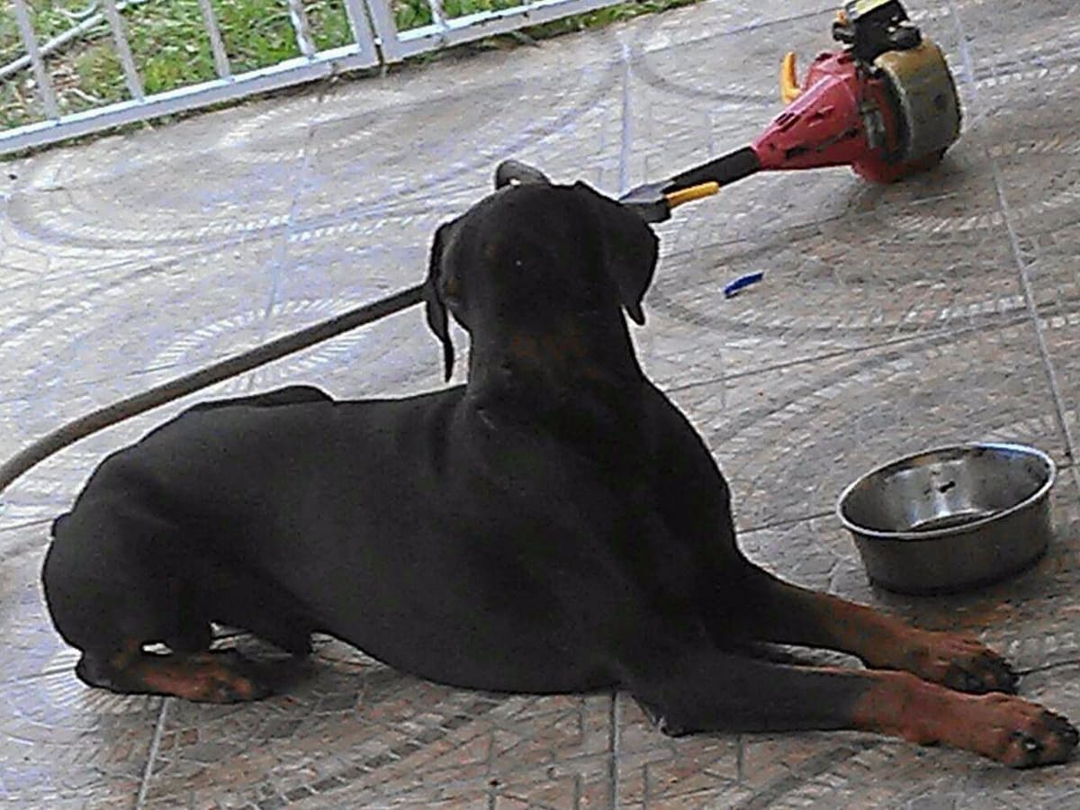 Doberman Pinscher Puppies breeder image 13