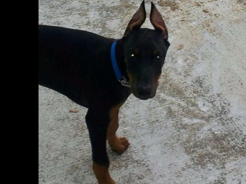 Doberman Pinscher Puppies breeder image 14