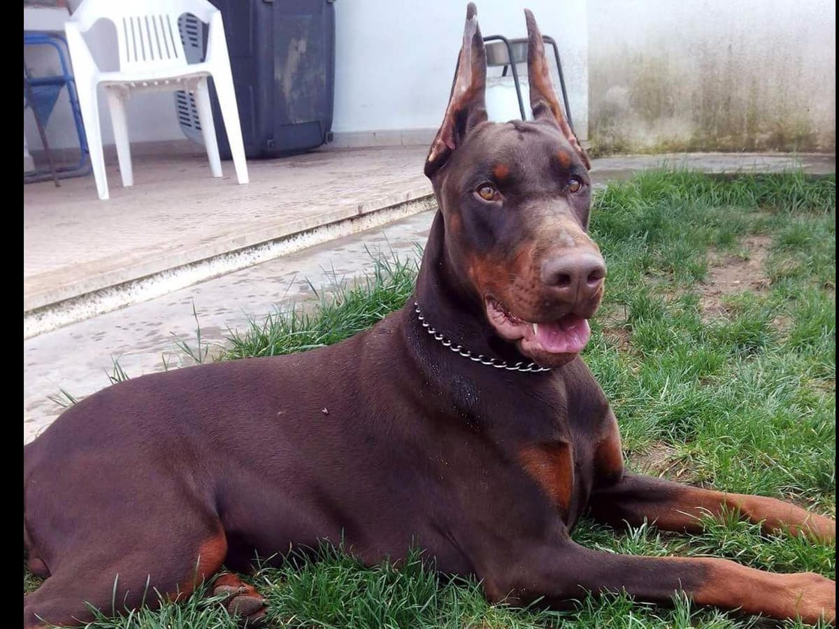 Doberman Pinscher Puppies breeder image 15