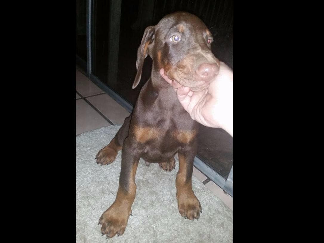Doberman Pinscher Puppies breeder image 16