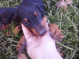 Doberman Pinscher Puppies breeder image 17