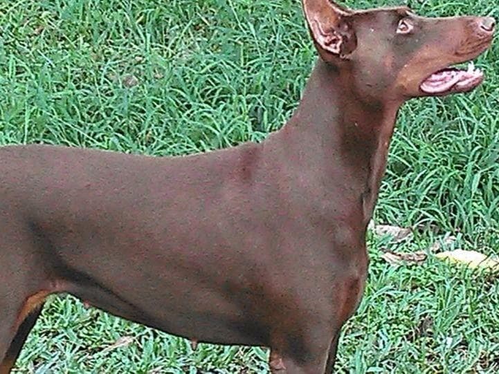 Doberman Pinscher Puppies breeder image 18