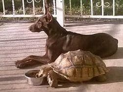 Doberman Pinscher Puppies breeder image 19