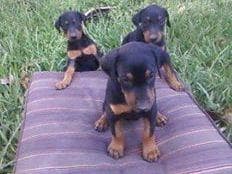 Doberman Pinscher Puppies breeder image 20