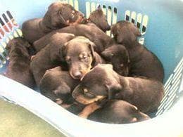 Doberman Pinscher Puppies breeder image 21